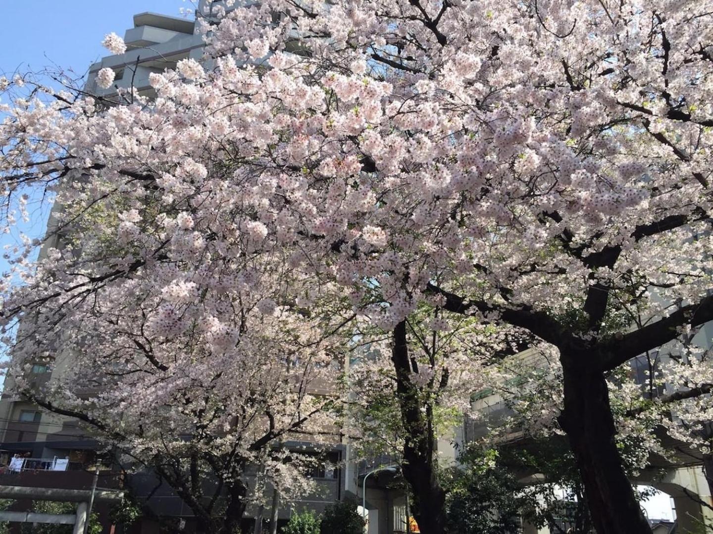 Building A101 / Vacation Stay 1274 Tokyo Esterno foto